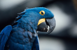 了解红尾黑凤头鹦鹉，你了解多少呢？