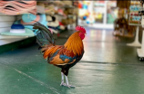 探秘六翅鸡：什么是六翅鸡，它的特点和生活习性是什么？