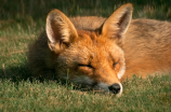 狐狸宠物：以狐字组词的全新VIP体验